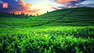 Dibrugarh: The Tea Capital of India