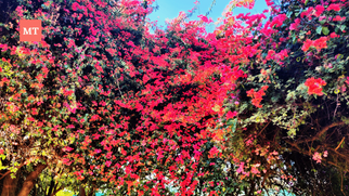 Best places in India to visit in Spring