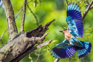 Top Birding Areas and Sanctuaries in 2024