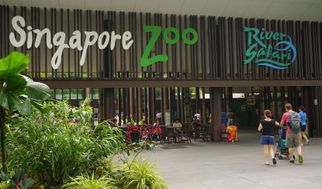 Exploring Wildlife: A Day at the Singapore Zoo