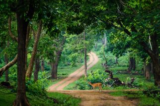 Best Time to Visit Kabini National Park and Activities to Enjoy