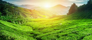 11 Best Things To Do In Chikmagalur In 2024