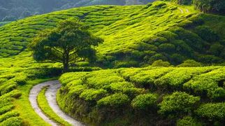 Bangalore to Wayanad: The Ultimate Road Trip Guide
