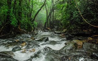 A Complete Travel Guide to Discover the Beauty of Netravathi Peak: A Perfect Weekend Getaway for Beg