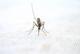 Malaria vs. Other Mosquito-Borne Illnesses: Key Differences and Risks