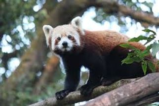Exploring Padmaja Naidu Himalayan Zoological Park: A Must-Visit Destination in Darjeeling