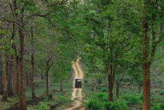 From Jeep Safaris to Boat Rides: Top Activities in Kabini
