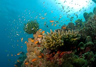 10 Best Things to Do in Andaman: A Paradise for Water Sports Enthusiasts