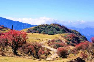Exploring Singalila National Park: A Himalayan Jewel