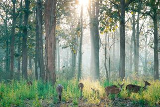 From Bandipur to Nagarhole: Top Wildlife Safaris in Karnataka’s National Parks