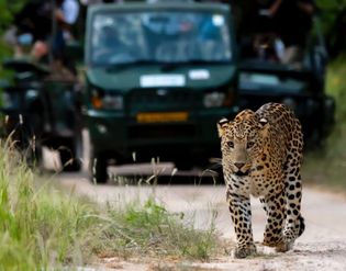 In the Shadows of the Wild: Experience a Thrilling Leopard Safari