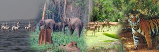 Best of Odisha is explored through specially designed Odisha tour packages