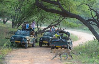 Jhalana Safari Adventure: Where Leopards Rule the Wilderness