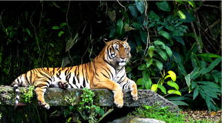 Nagarhole National Park: A Wildlife Paradise