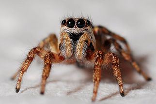 Comprehensive Spider Control: A Guide to Keeping Your Home Safe
