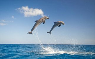 Top Reasons to Attend the Dolphin Show in Dubai