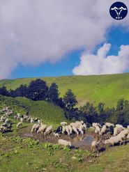 The Best High Altitude Meadows to Visit in Uttarakhand