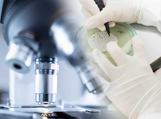 Omni-Biotics&#039; Probiotic Collection for Gut Health