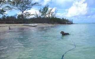 The Best Dog Leash for Beach Days: Good Walker Beach &amp; Lake