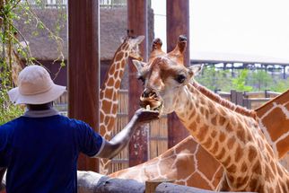 Top 5 Unique Experiences at Dubai Safari Park You Can’t Miss