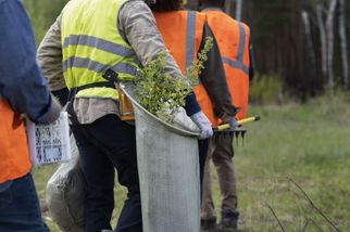 Affordable Tree Service Houston: Fast, Friendly, and Budget-Friendly