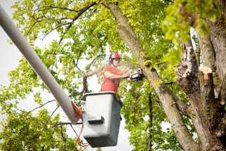 When Trees Pose a Danger, Our Emergency Tree Removal Service is Just a Call Away