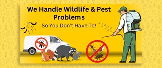 Keeping Your Roof and Balcony Free from Bird Intrusions