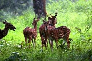 Where to Stay in Nagarhole: Best Resorts &amp; Lodges?