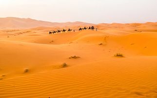 Evening Safari Dubai: Experience a Dazzling Desert Adventure