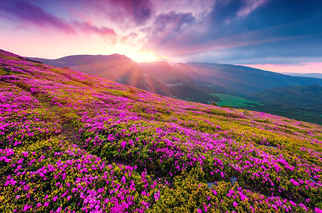 Valley of Flowers Trek 2025 - A Legendary Trail the World Wants to Trek in - Hello Hikers 1