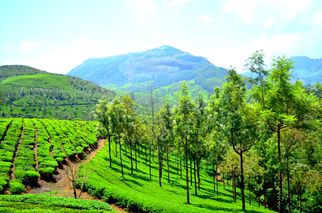 Munnar Tour Package from Bangalore – A Perfect Getaway to the Hills
