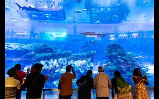 Exploring the Wonders of Dubai Mall Aquarium: A Must-Visit Attraction