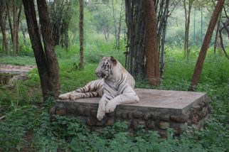 Bannerghatta National Park: A Perfect Wildlife Getaway