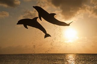5 Things Your Kids Will Love About the Dolphin Show Dubai