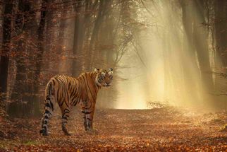 Bannerghatta National Park: A Wild Getaway Just an Hour from Bangalore