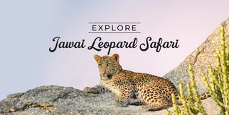 Into the Wild Stone: My Unforgettable Jawai Leopard Safari