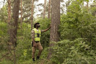 Affordable Tree Service Houston – Quality Work, Fair Prices!