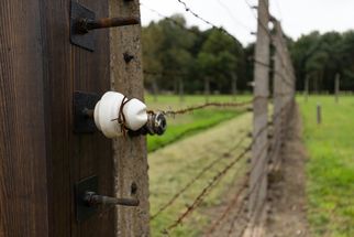 Designing a Living Fence: Beautiful and Functional Hedge Plant Ideas