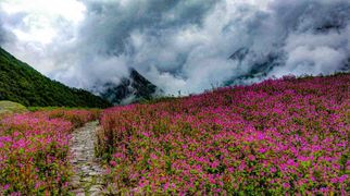 The Valley of Flowers — Let the Petals Guide You