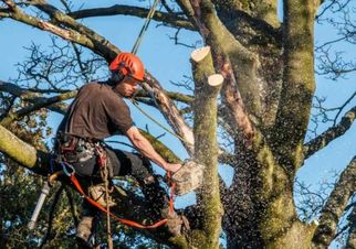 Tree Planting Services - A Complete Guide