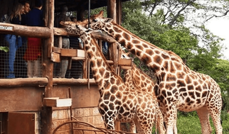 The Ultimate Kenya Travel Guide for Travelers from the UAE