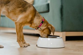 Healthy Dog Diet: A Complete Guide to Keeping Your Pup Fit and Happy