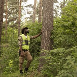 Arbor Care Tree Service: Professional Pruning for Stronger, Safer Trees