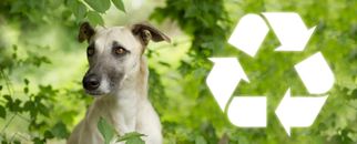 The Rise of Eco-Friendly Pet Products and the Importance of Quality Cat Grooming Supplies