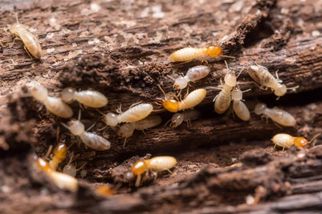 How to Choose the Right Termite Control Services in Lahore