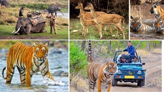 How to Book Your Ranthambore National Park Safari: Tips and Prices