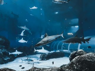 Exploring The Lost Chambers Aquarium: Marine Wonders Await