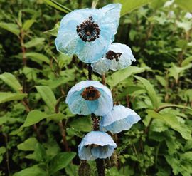 Blue Poppy in Valley of Flowers and Beyond: Uttarakhand’s Floral Wonder