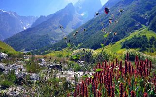 Is Valley of Flowers Worth the Hype? 10 Reasons It Absolutely Is