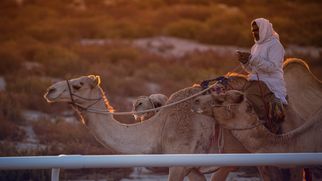 Best Dubai Safari Park Ticket Deals with Transfers &amp; Offers